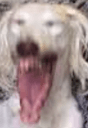 DogsOfDiscord_2_LMAO