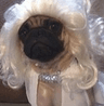 DogsOfDiscord_2_LadyPug