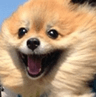 DogsOfDiscord_3_Happyyyy