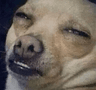 DogsOfDiscord_2_YouGiveMePainnn