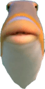 Fishdoe