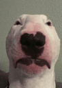 angerywalter