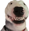 waltersmile
