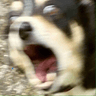 DogsOfDiscord_2_WOOOO