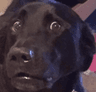 DogsOfDiscord_2_ExcuseMe