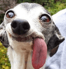 DogsOfDiscord_3_Ptongue