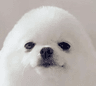 DogsOfDiscord_2_EggyDogboi