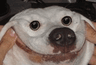 DogsOfDiscord_2_ForcedSmile