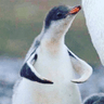 pengi