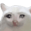 AMSadCat