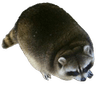 fatraccoon