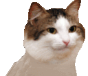 PI_partycat