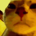 vibingcat