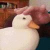 AMDuckPat