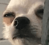 DogsOfDiscord_2_UaBish