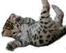kittychair