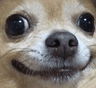 DogsOfDiscord_2_SMUG