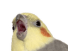 birb