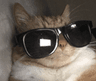 coolcat