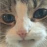 YouStupidOrYes