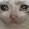 PI_Sadcat