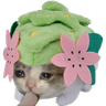 SadcatShaymin