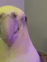 lebirb