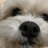 DogsOfDiscord_2_FaceOnCam