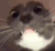 sniff