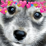 DogsOfDiscord_2_CutieWholesome