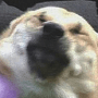 DogsOfDiscord_1_OUCH