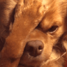 DogsOfDiscord_2_FACEPALM