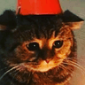 sadcat