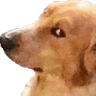 FTGPdogsideeye