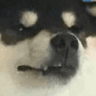 angryChonk