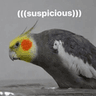 SuspicionsBirb