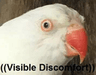 DiscomfortBirb