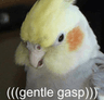 GaspBirb