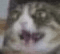 catpog