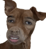 DogNigga