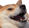 doggokek