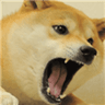 angrydoge