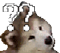confuseddog