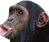 1546_monke