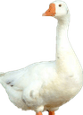 GOOSE