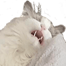 OhYesCat