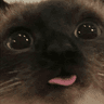 CatBlep
