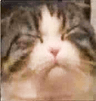 CatClosedEyes