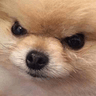 AngryDoggo