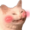 CattoBlush